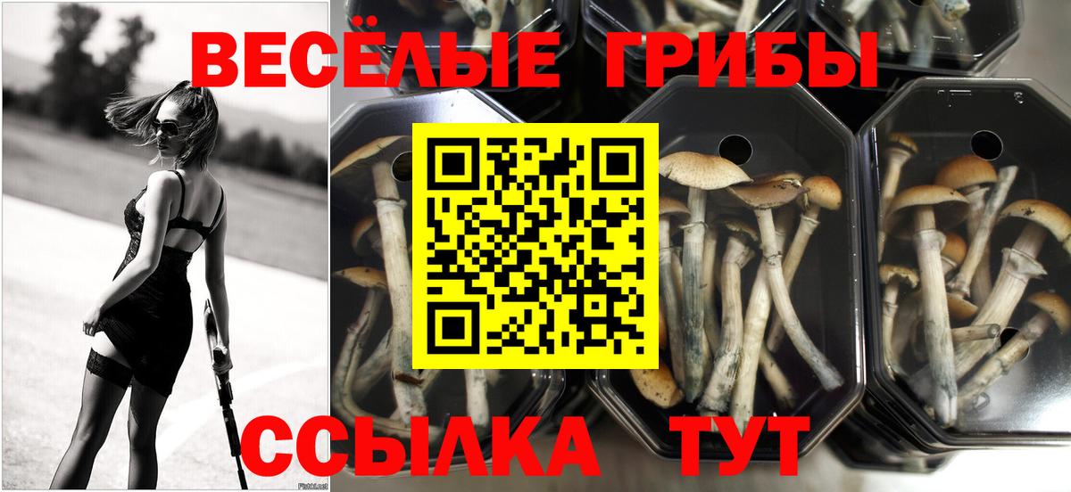 как найти закладки  Псилоцибиновые грибы прущие грибы  Вход с VPN  Галлюциногенные грибы мухоморы  Реж 